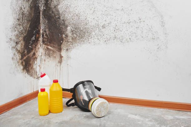 Best Basement Mold Remediation in Stony Point, MI