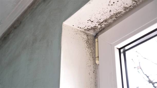 Best Mold Remediation for Schools in Stony Point, MI