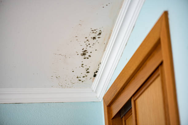 Trusted Stony Point, MI Mold Remediation Experts