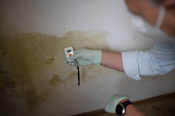 Best Post-Flood Mold Remediation in Stony Point, MI