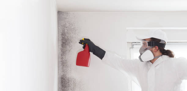 Best DIY Mold Remediation Support Services in Stony Point, MI