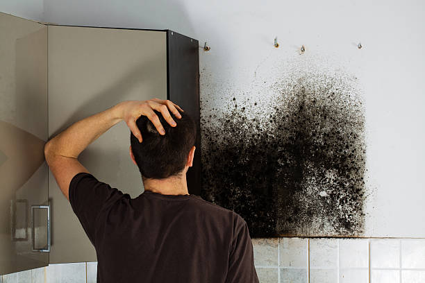 Best Commercial Mold Remediation in Stony Point, MI